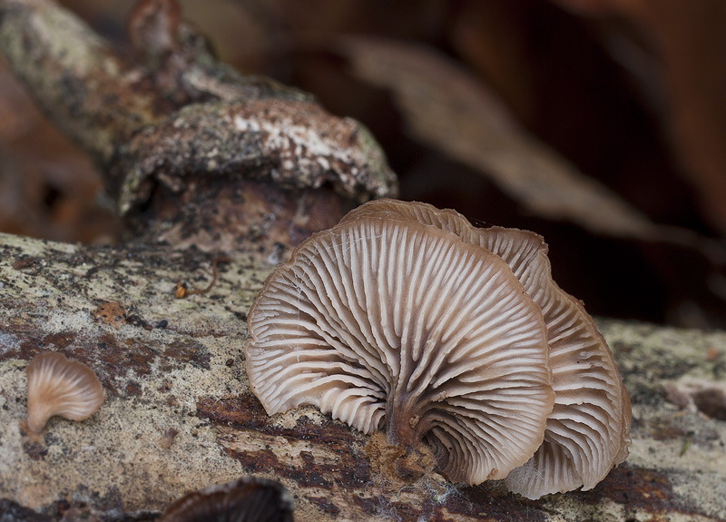 Lentinellus flabelliformis